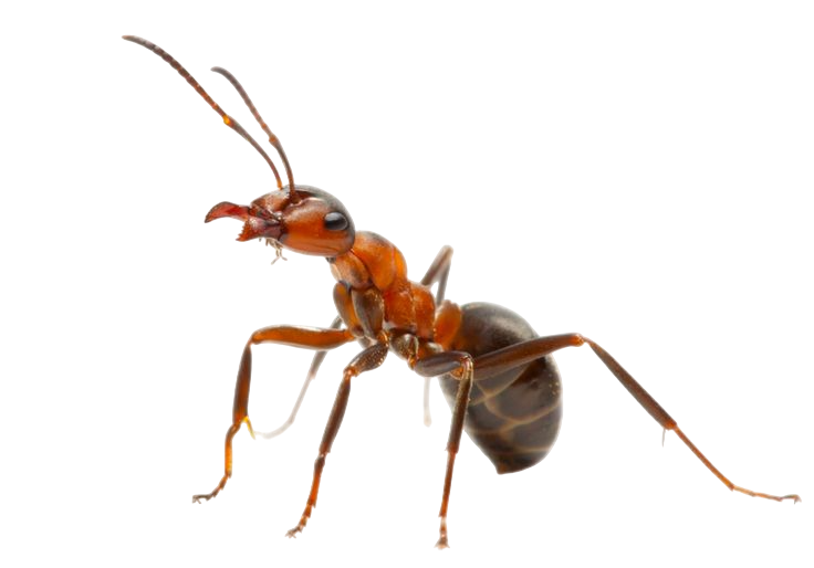 Уничтожение муравьев